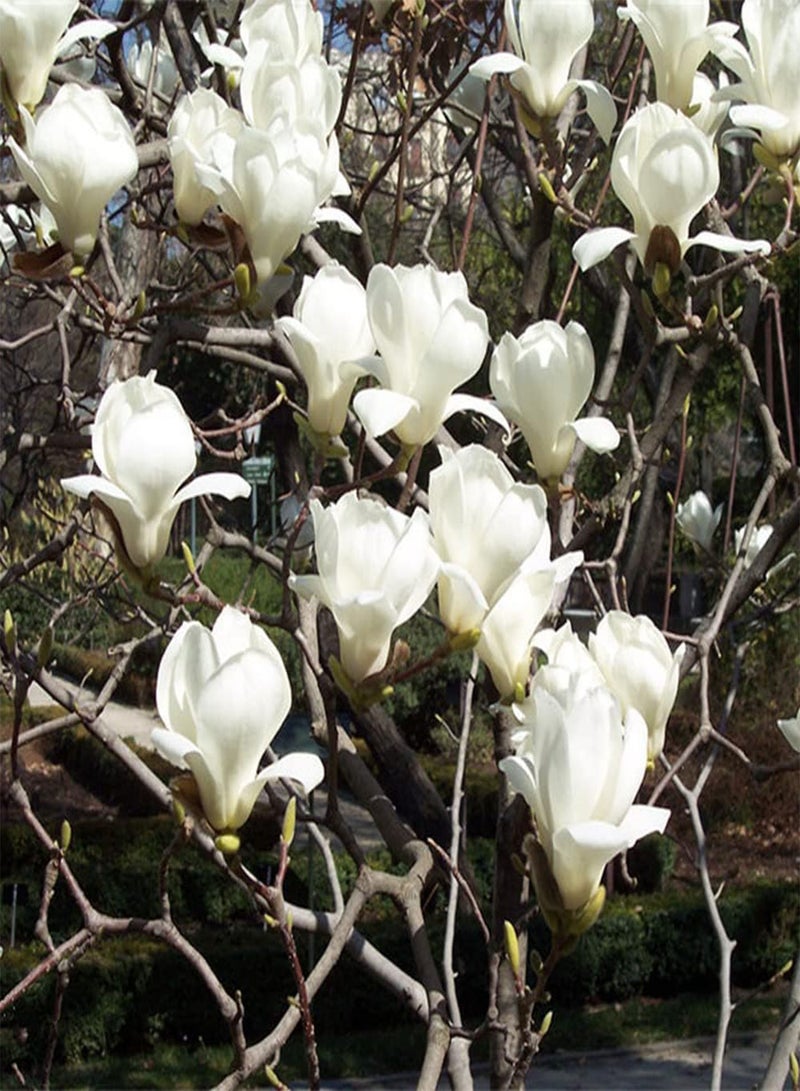 GGOOT 50Pcs Magnolia Seeds Perennial Ornamental Trees Blooming White Flowers Add Color to Your Garden Enjoy The Beautiful Gardening Scenery - Image 1