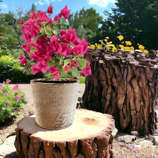 Fox & Fern Premium Ceramic Planter for Vibrant Garden | Enhance The Ambiance of Your Home, Office or Garden (GA133B-024-GS) - Image 5