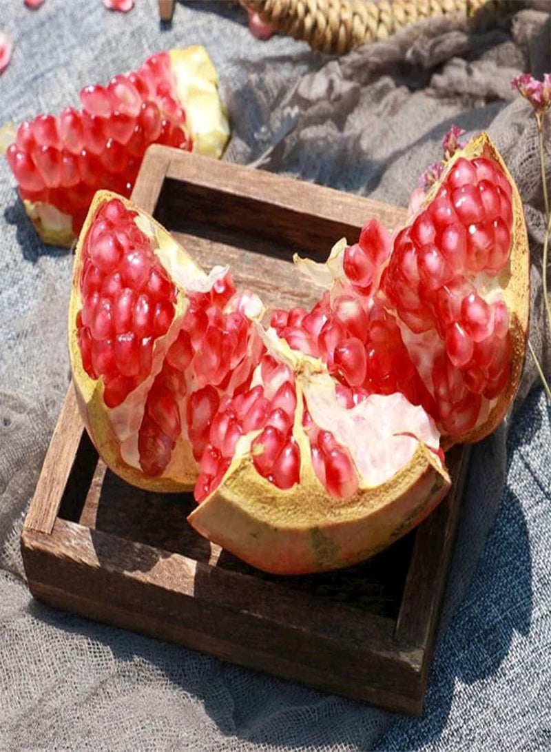 جي جوت 100 قطعة من بذور الرمان، شجرة فاكهة زينة معمرة لزراعة حديقة المنزل، مناسبة للمبتدئين - Image 2