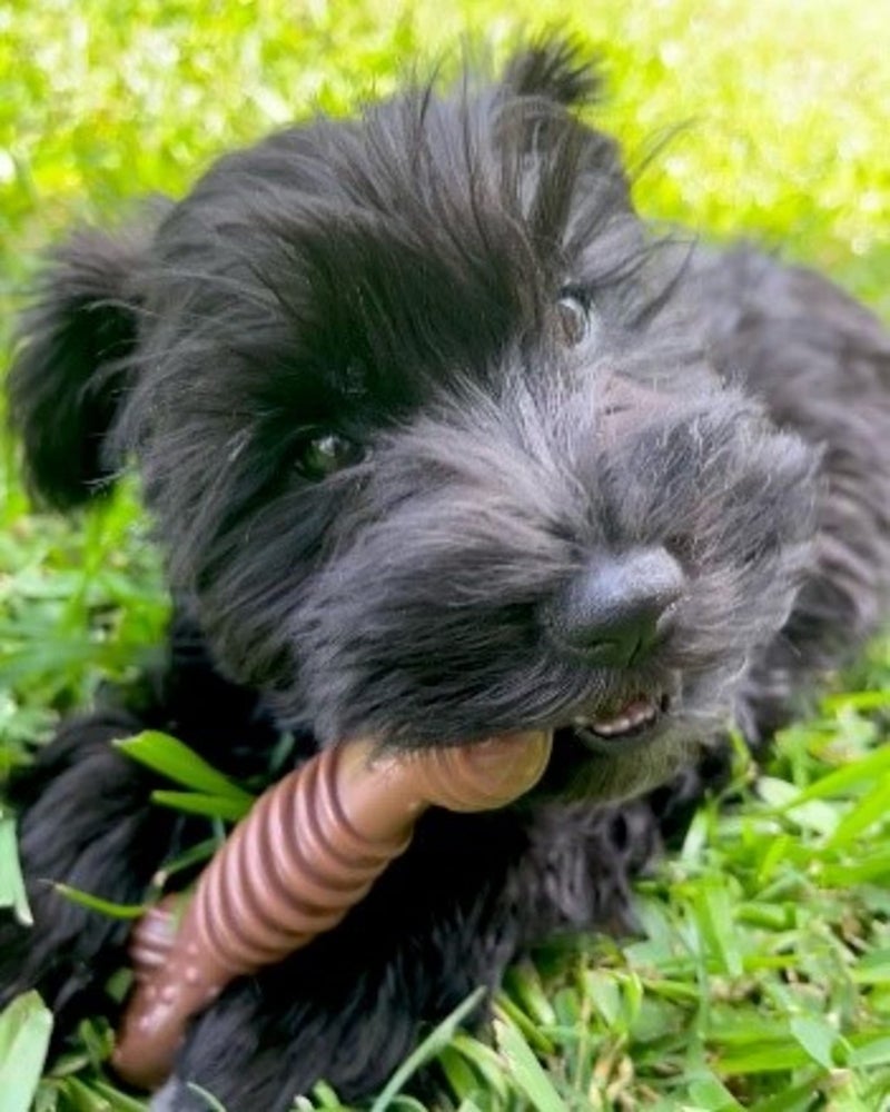 Nylabone Groove Bone Power Chew Toy for Dogs, Dental Dog Toys for Aggressive Chewers, Dog Chew Bone, Long Lasting Flavor Medley Flavor, For Medium Dogs - Up to 35 lbs, 1 Count - Image 2