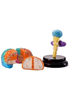 Wholesale Yigao Human Anatomy Brain Model Puzzle Toy