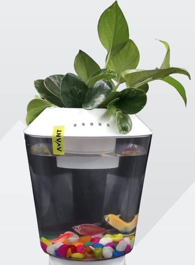 AVANT Beta Pot 2.5L (Fish Tank with Planter, 15Cm X 168 Millimeters - Image 1