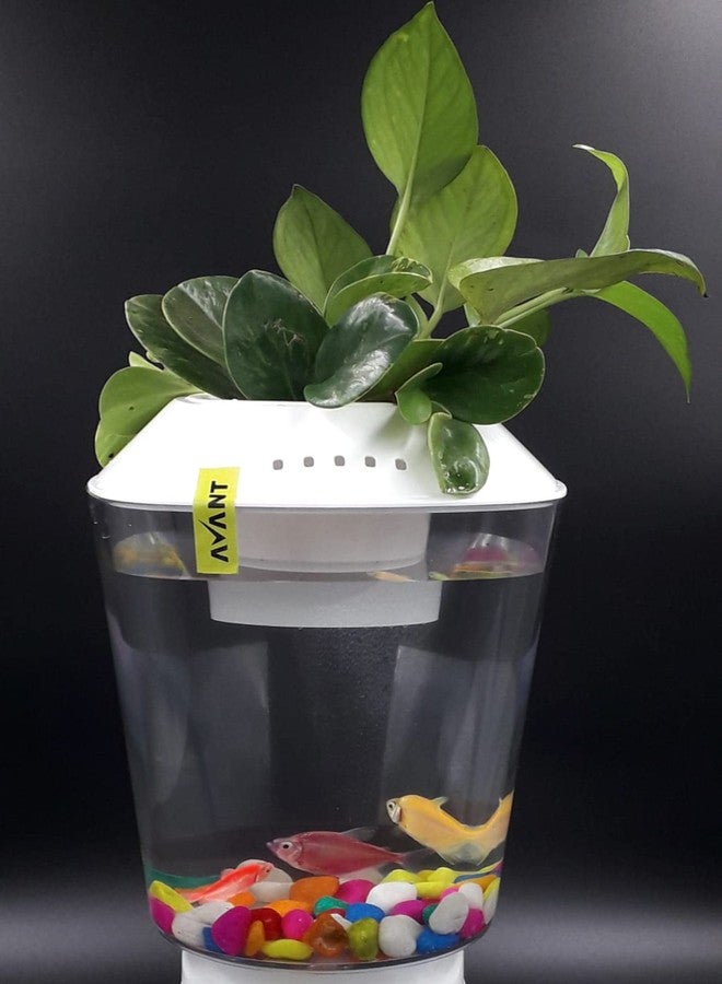 AVANT Beta Pot 2.5L (Fish Tank with Planter, 15Cm X 168 Millimeters - Image 4