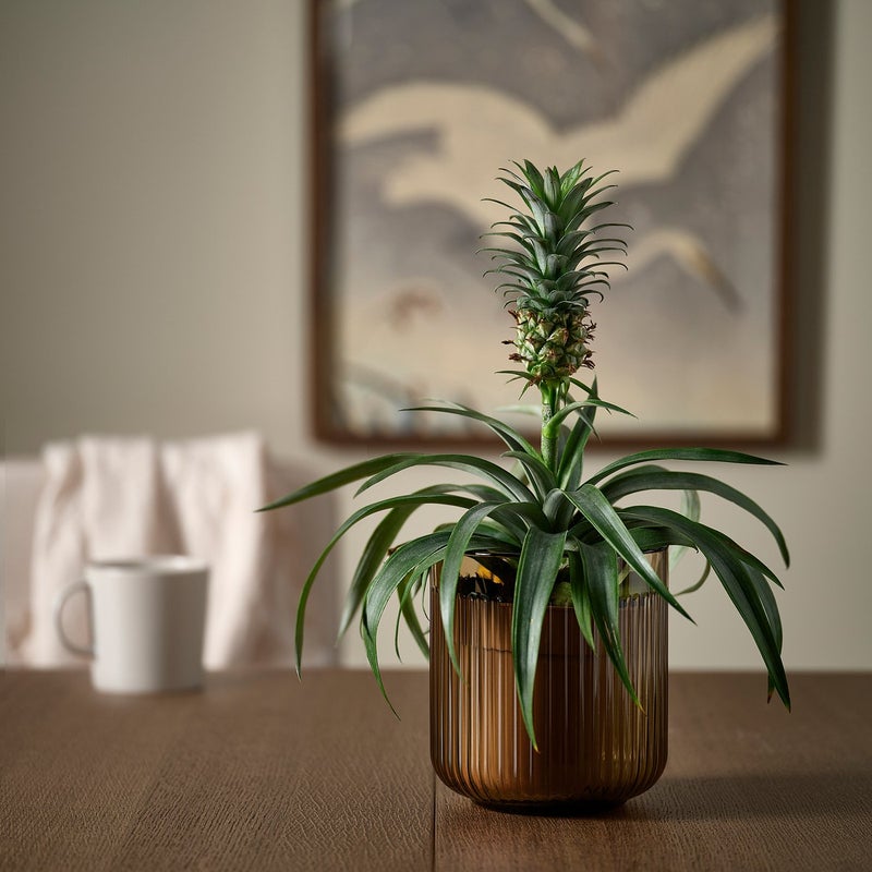 GRADVIS Grooved Glass Plant Pot, Light Brown, 12 cm - Image 3