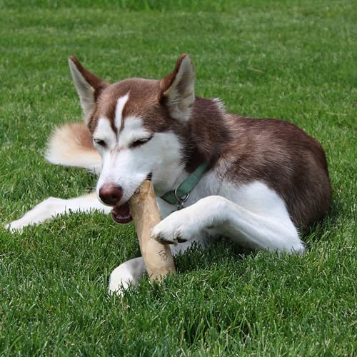 SPOT Coffee Wood Dog Chew Toy – 100% Natural & Sustainably Sourced Non-Splintering Wood from Coffee Plants, Long Lasting, Durable Toy for Aggressive Chewers, for Large Dogs and Puppies Up to 99lbs - Image 4
