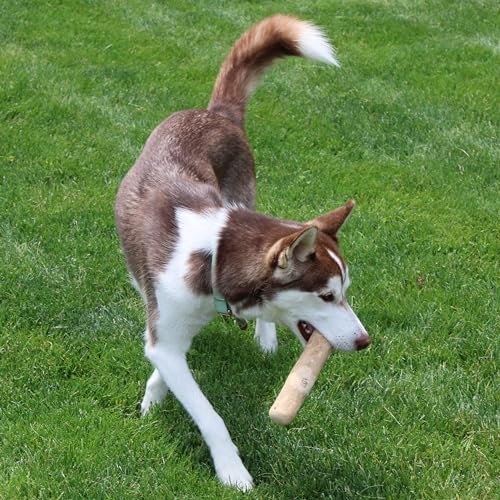 SPOT Coffee Wood Dog Chew Toy – 100% Natural & Sustainably Sourced Non-Splintering Wood from Coffee Plants, Long Lasting, Durable Toy for Aggressive Chewers, for Large Dogs and Puppies Up to 99lbs - Image 5