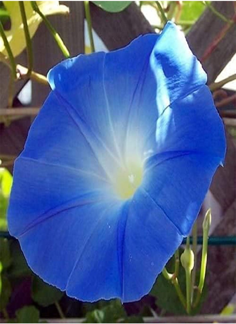 Morning Glory Heavenly Blue 100pcs Seeds Flower Seed for Garden Planting - pzsku/Z8E00E326B3ECE167CC06Z/45/_/1733739540/fb877c91-49fd-48f3-ab58-4bbcdf63cd76