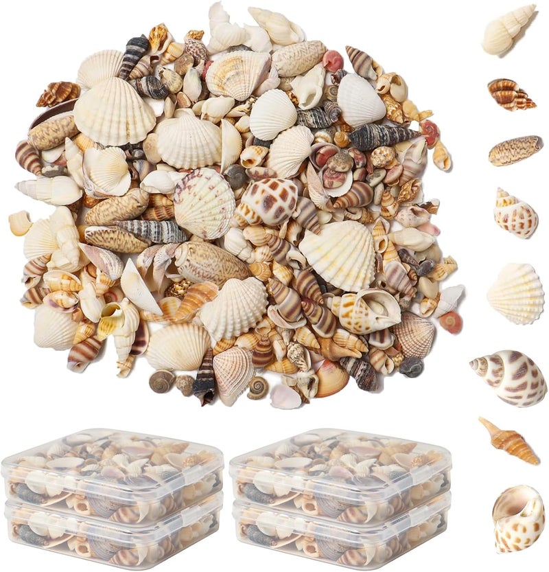 Ira Pollitt 200-210 Pcs Tiny Natural Mixed Ocean Sea Shells Tiny Miniature Beach Critter Seashells Variety Beach Decor Crafts for Arts & Crafts Projects, Home Decoration, Fish Tank Vase Fille (4 Pack) - Image 1