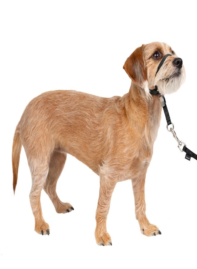 بيت سيف طوق رأس PetSafe Gentle Leader للكلاب - يساعد على تحسين المشي - مصنوع من النايلون المتين - حلقة أنف مبطنة - مقاس قابل للتعديل - طوق مريح للمشي - صغير، أسود - Image 1