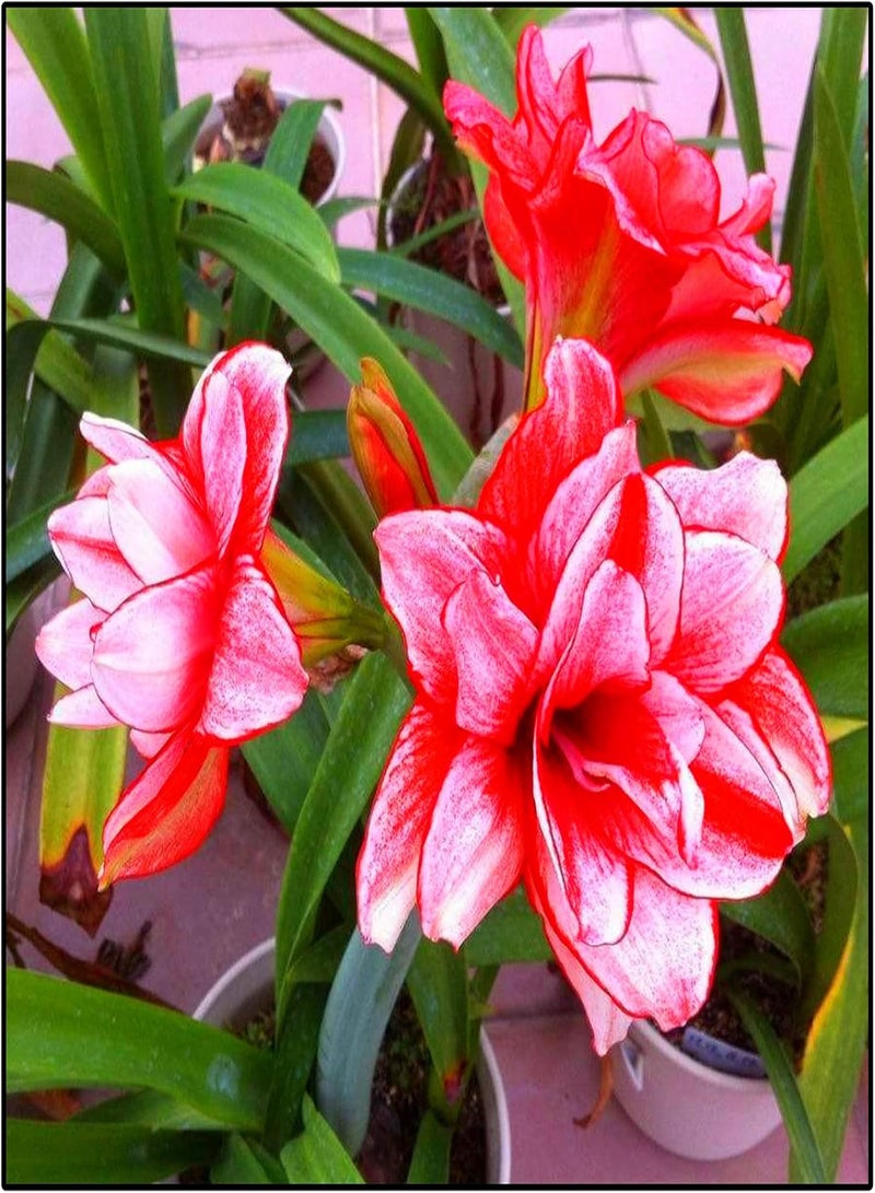 جي جوت 2rote Amaryllis Zwiebeln Stauden Blumen Hohe Keimrate schöne Farbe Starke Einzelpflanze Oder großflächige Pflanzwirkung - Image 2