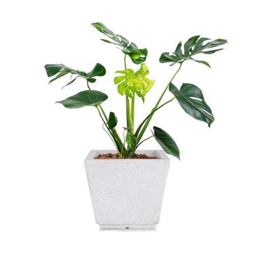 BonKaso 10 Inch Planter Pot (25x25x22 cm) | White, Tall & Lightweight Polymer Flower Pot | Durable Gamla for Indoor & Outdoor Plants – Home, Office, Garden, Balcony - Image 1