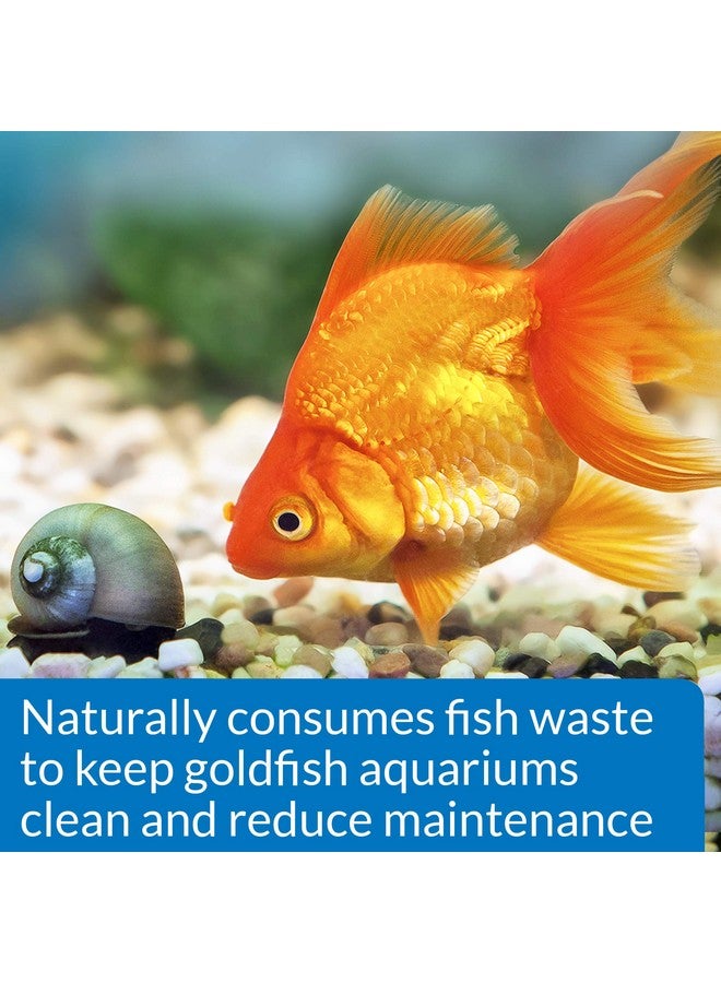 API GOLDFISH PROTECT Aquarium Water Conditioner 4-Ounce Bottle - Image 3