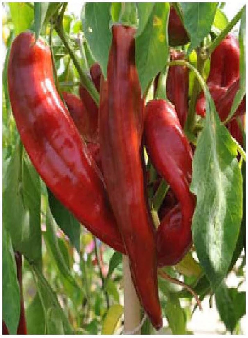 GGOOT Big Jim Hot Chilli Pepper - 100 Fruit/Vegetable Seeds - Image 1