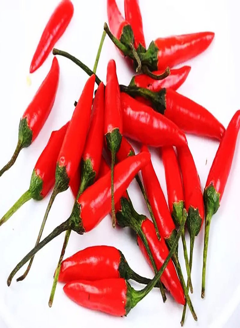 جي جوت 100Stückrote Paprika Samen Helle ديكورات ألوان زاهية Gemüse rain natürlich Genießen Sie den Spaß beim Pflanzen Einfach in der Gartenfarm gepflanzt - Image 2