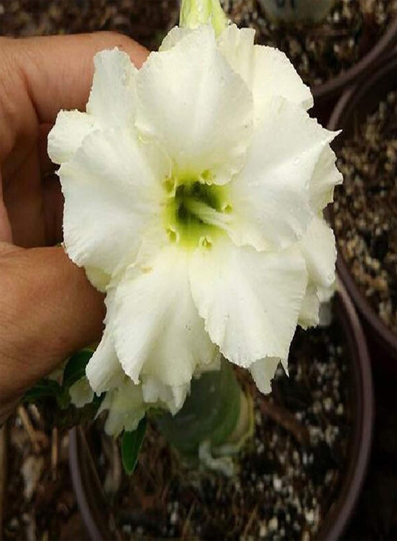 جي جوت كيس واحد من بذور وردة الصحراء، بذور بونساي نادرة وطبيعية رائعة لحديقة شرفة، بذور وردة الصحراء - Image 2