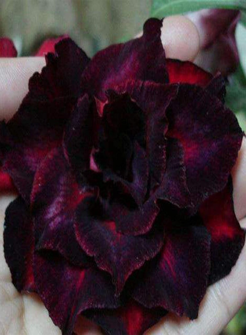 جي جوت كيس واحد من بذور وردة الصحراء، بذور بونساي نادرة وطبيعية رائعة لحديقة شرفة، بذور وردة الصحراء - Image 3