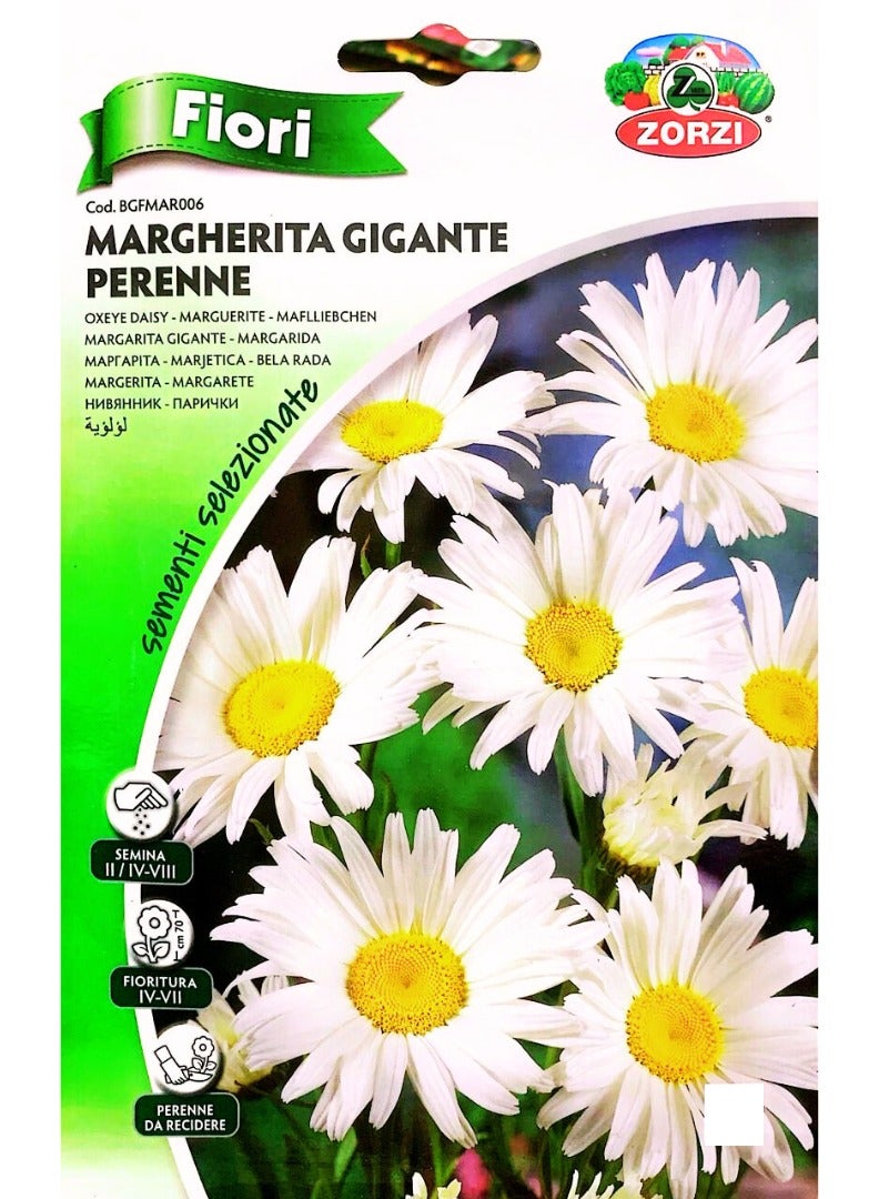 ZORZI Margherita GIGANTE Perennial (Oxeye Daisy) Seeds