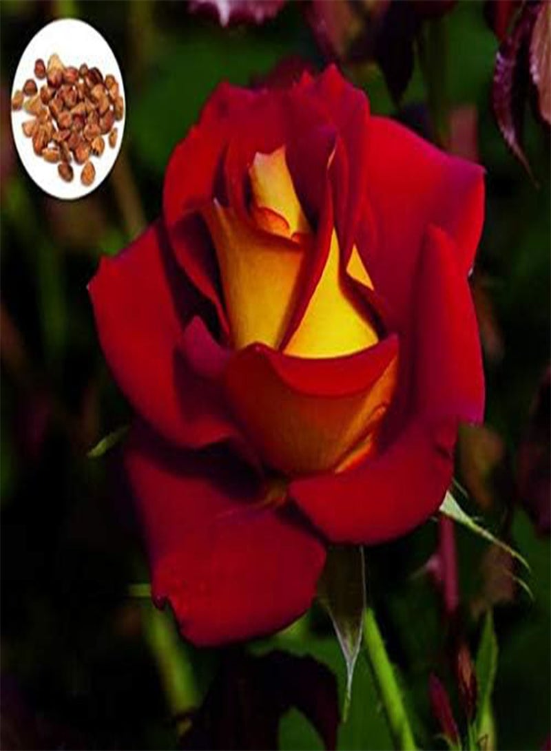 GGOOT seeds Fresh 100 pcs Swept Away Rose Flower seeds for Planting red