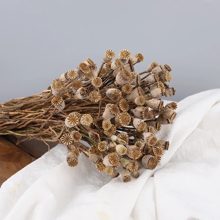 Bluejw Long-Lasting Real Dried Poppy Flower & Fruit – Natural Dried Corn Poppy for Home Decor, Wedding Arrangements, and Dried Plants Bouquets - Image 1