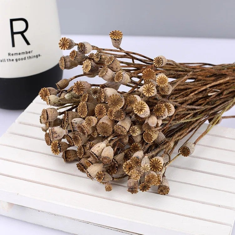 Bluejw Long-Lasting Real Dried Poppy Flower & Fruit – Natural Dried Corn Poppy for Home Decor, Wedding Arrangements, and Dried Plants Bouquets - Image 3