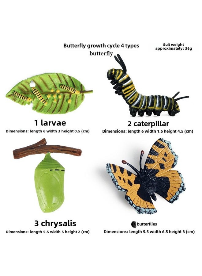 Miniature Realistic Animal Models Growth Cycle Toys Including erfly Rooster Ant Frog Turtle Mosquito Educational Playsets-Color: The Growth Cycle Of The erfly - Image 1