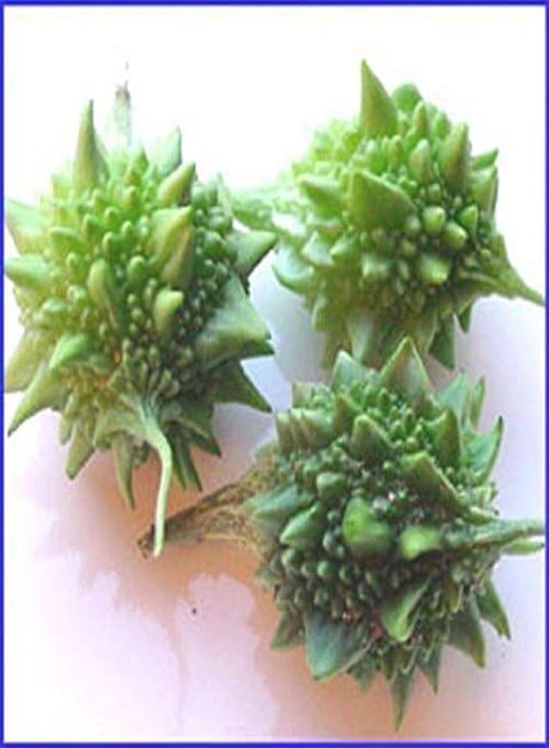 جي جوت بذور البطيخ الهندي الصغير - القرع المر - القرع المر، يُستخدم كخضار وأعشاب (25 بذرة) - Image 1