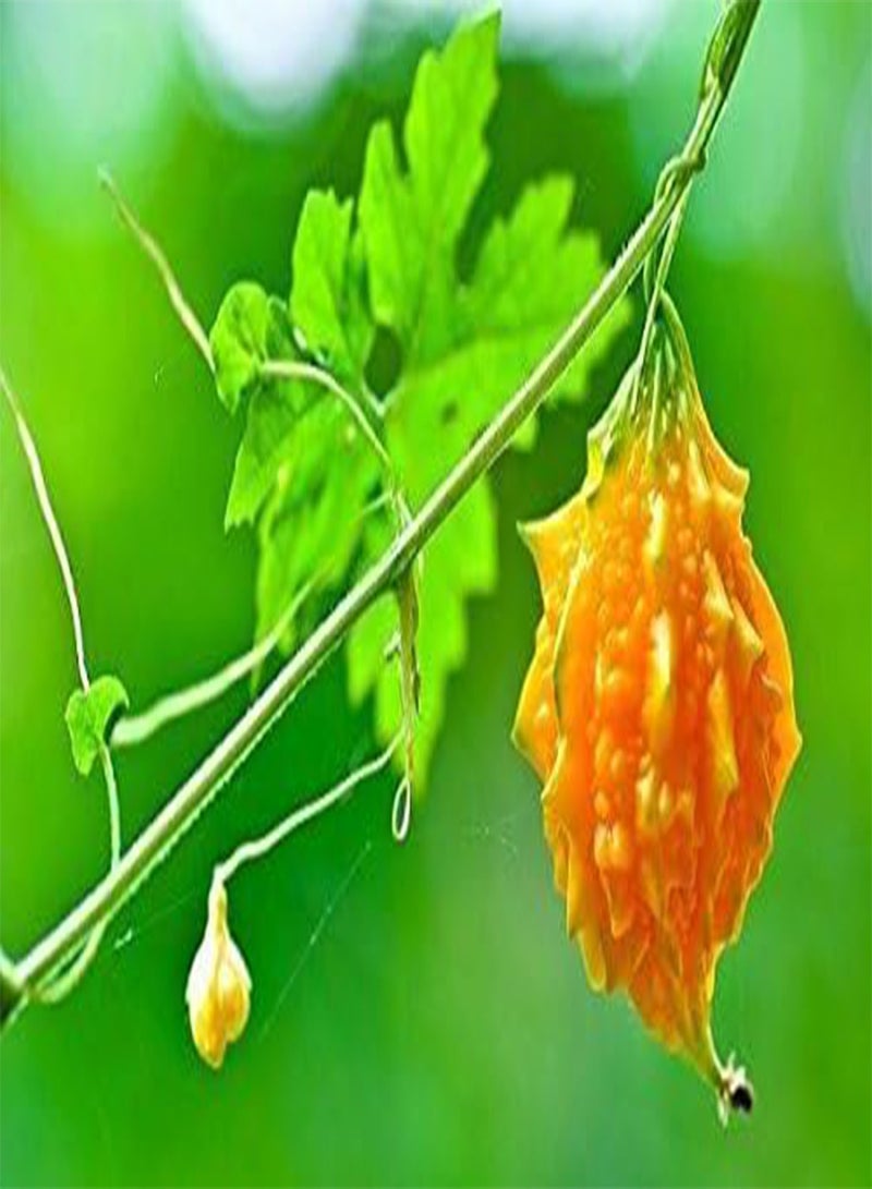 جي جوت بذور البطيخ الهندي الصغير - القرع المر - القرع المر، يُستخدم كخضار وأعشاب (25 بذرة) - Image 2