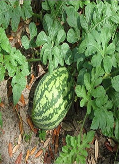 Rare American Heirloom Heritage Water Melon Seeds. Florida Giant Huge Watermelon Certified French Organic Grower