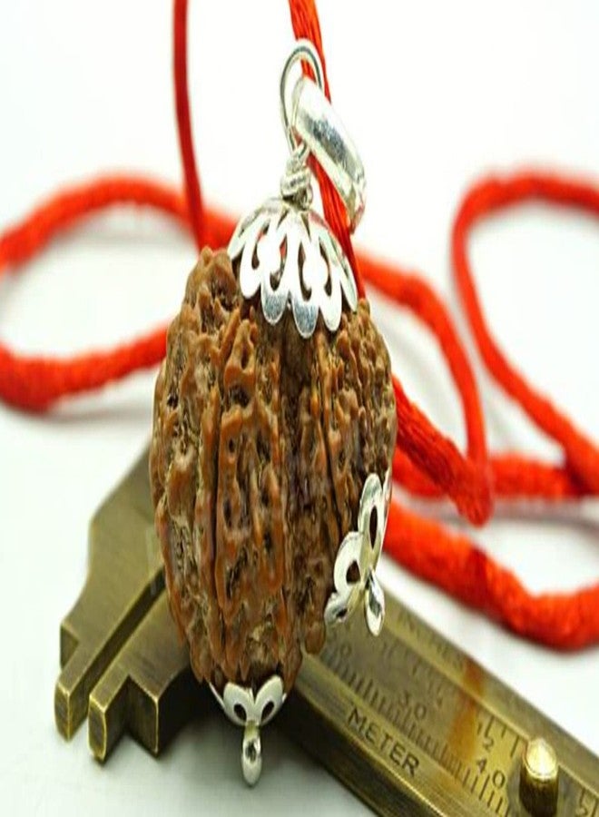 Garbh Gauri Rudraksha Original Garbh Gauri Rudraksha نيبالي أفضل منتج أصلي Gauri Ganesh Rudraksha Parvati Ganesha Rudraksha Garbh Gauri Rudraksh Capping गर्भ गौरी रुत्राक्ष من الأحجار الكريمة المعتمدة - Image 1