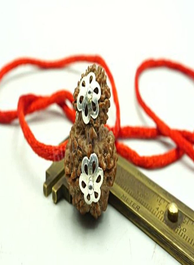 Garbh Gauri Rudraksha Original Garbh Gauri Rudraksha نيبالي أفضل منتج أصلي Gauri Ganesh Rudraksha Parvati Ganesha Rudraksha Garbh Gauri Rudraksh Capping गर्भ गौरी रुत्राक्ष من الأحجار الكريمة المعتمدة - Image 3