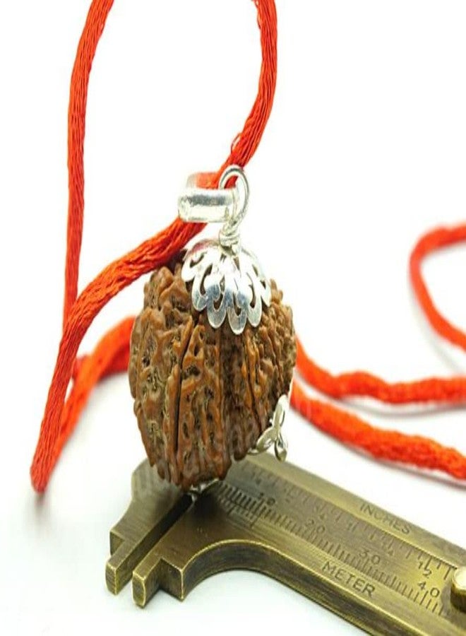 Garbh Gauri Rudraksha Original Garbh Gauri Rudraksha نيبالي أفضل منتج أصلي Gauri Ganesh Rudraksha Parvati Ganesha Rudraksha Garbh Gauri Rudraksh Capping गर्भ गौरी रुत्राक्ष من الأحجار الكريمة المعتمدة - Image 4