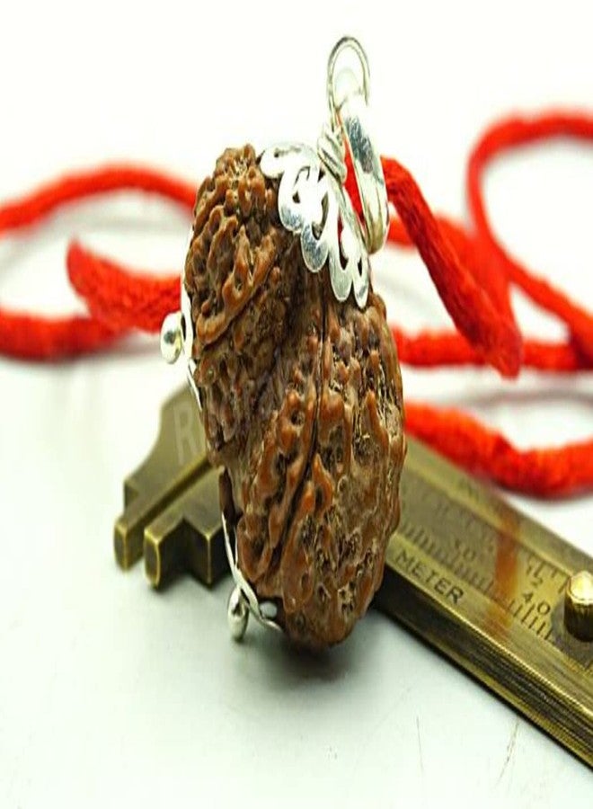 Garbh Gauri Rudraksha Original Garbh Gauri Rudraksha نيبالي أفضل منتج أصلي Gauri Ganesh Rudraksha Parvati Ganesha Rudraksha Garbh Gauri Rudraksh Capping गर्भ गौरी रुत्राक्ष من الأحجار الكريمة المعتمدة - Image 2