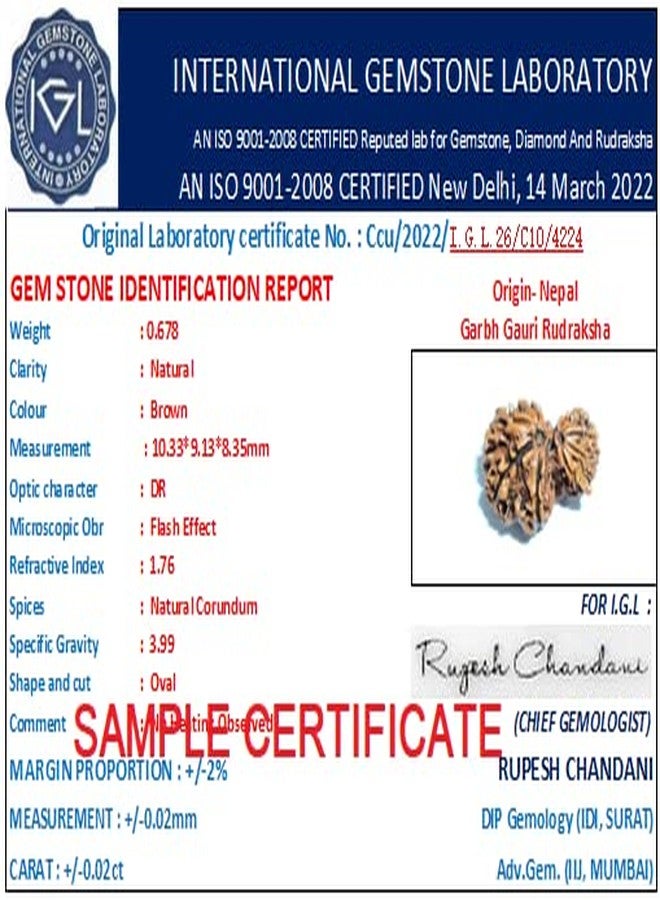 Garbh Gauri Rudraksha Original Garbh Gauri Rudraksha نيبالي أفضل منتج أصلي Gauri Ganesh Rudraksha Parvati Ganesha Rudraksha Garbh Gauri Rudraksh Capping गर्भ गौरी रुत्राक्ष من الأحجار الكريمة المعتمدة - Image 5