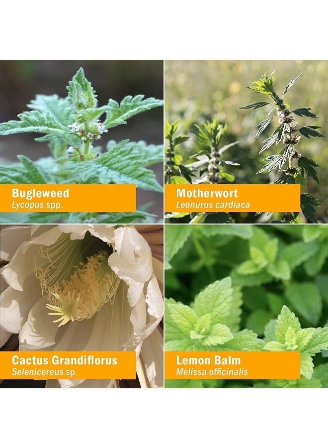 Herb Pharm Thyroid Calming Liquid Herbal Formula for Endocrine System Support - 1oz - Image 3