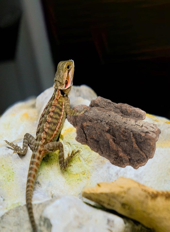 Baluue 4 Pack Reptile Bark Cork Natural Cork Bark for Terrarium Substrate Tank Supplies for Reptiles Gecko Lizard Tortoise Frog Spiders Hermit Crabs Climbing - Image 3