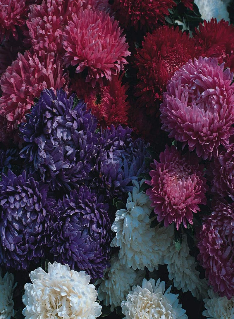 جي جوت بذور زهرة أستر ميلادي المختلطة - كاليستيفوس تشينينسيس، المعروفة أيضًا باسم أستر الصينية، للزراعة في الحدائق المنزلية باستخدام مشعل ثقيل، 10 جرام