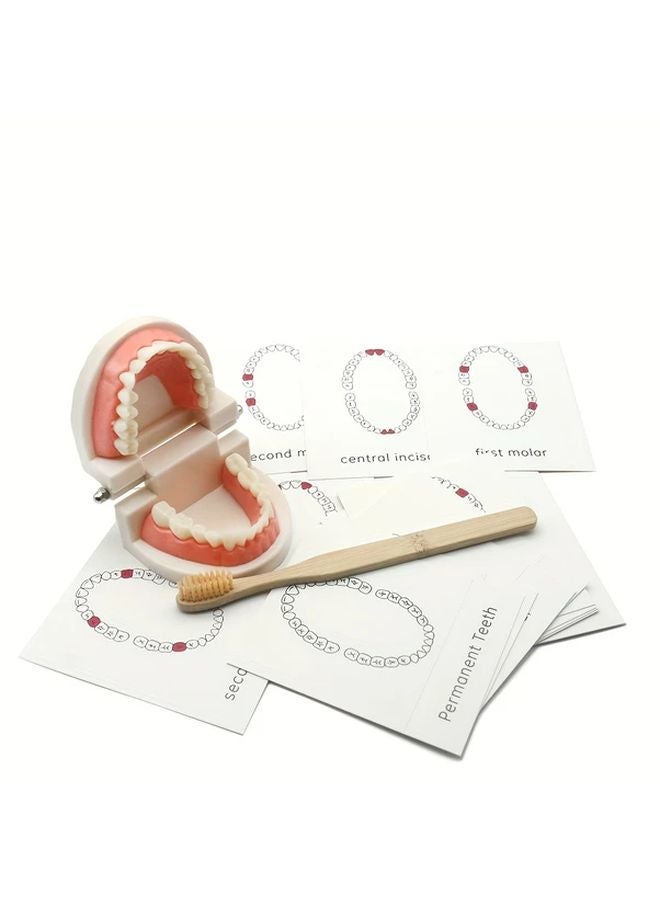 Pink Teeth Brushing Practice Model Set With Removable Fake Teeth For Early Oral Care Education - Image 5