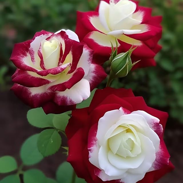 DouxiE 20 Rare Twin Red White Rose Flower Seeds for Planting - Captivating Garden Blooms Non GMO Heirloom Garden - Planting Instructions for Easy Grow - Great Gardening Gifts - Image 4