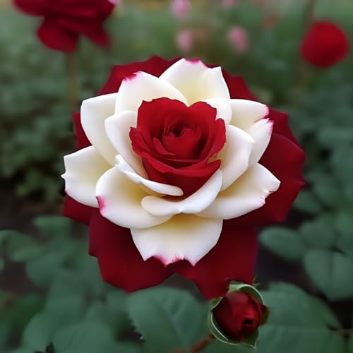 DouxiE 20 Rare Twin Red White Rose Flower Seeds for Planting - Captivating Garden Blooms Non GMO Heirloom Garden - Planting Instructions for Easy Grow - Great Gardening Gifts - Image 1