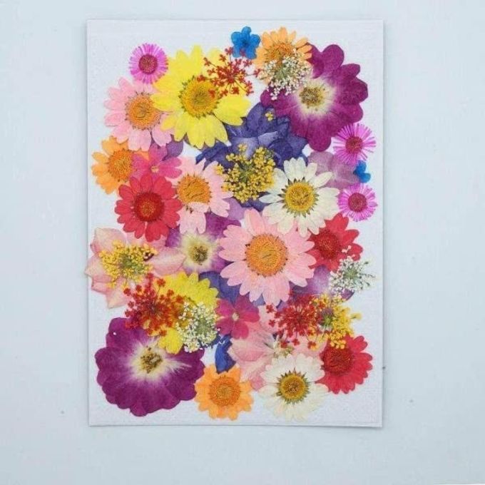 DRIED PRESSED NATURAL FLOWERS COLORFUL REAL DRIED FLOWERS DAISIES FOR CANDLES HANDMADE ART CRAFTS EPOXY DIY RESIN PENDANT JEWELLERY NAIL ART ACCESSORIES MULTI COLOR