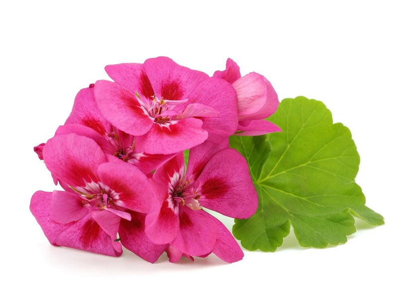 US Organic 100% Pure Geranium Essential Oil - USDA Certified Organic, Steam Distilled - W/Euro droppers (More Size Variations Available) (15 ml / .5 fl oz) - Image 4