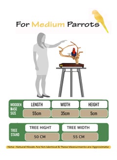 CHEWY BEAK Bird Stand Table Top Natural wooden Parrot Play Stand Indonesian Java wood Tree Perches with Stainless steel feeder medium size  - Image 2