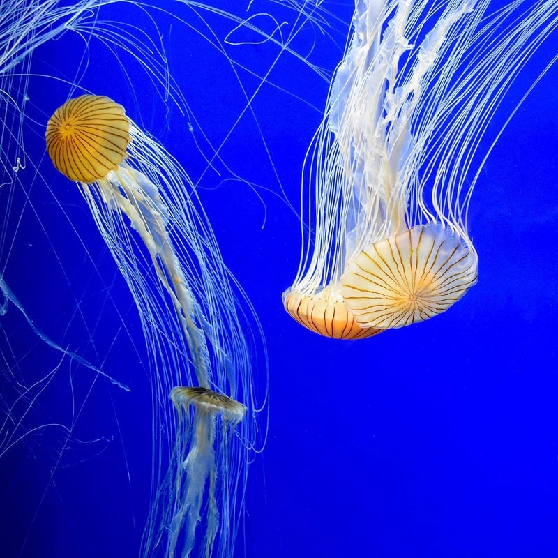 Seachem Laboratories Prime, 250 ml - Image 4