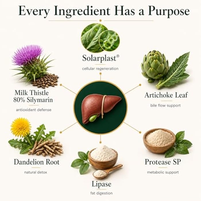 Liver Support – Solarplast® + Milk Thistle, Artichoke & Dandelion | Adults 40+ | Digestive Enzymes | Made in USA | 60 Veg Caps - Image 2