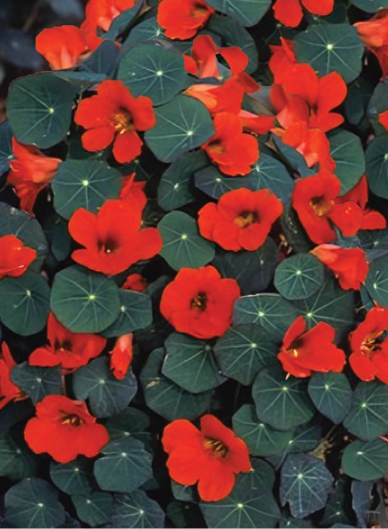 بذور الكبوسين للزراعة - بذور زهرة الكبوسين للزراعة - Image 2