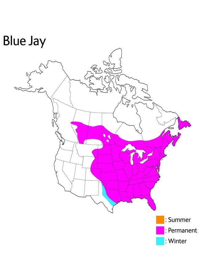 WILD REPUBLIC Audubon II Blue Jay Plush - Image 2