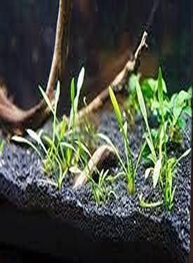 Maalavya Black Lava Chips for Aquarium Substrate/Base for Indoor Plants/Aquarium Planted Soil 2 KG - Image 4