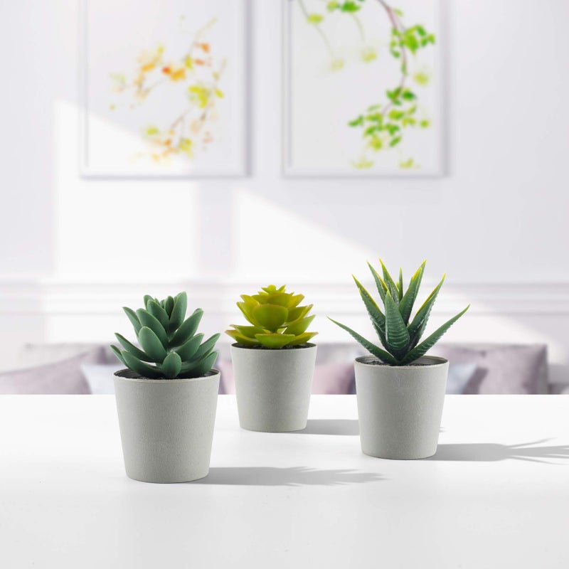 LuckyGreenery Artificial Succulents Set of 3 Mini Realistic Fake Plants with Plastic Pots for Home and Office Decoration  Including Aloe  Echeveria laui and Haworthia coarctata f. greenii  4in (H) x 3.5in (W)  - Image 4