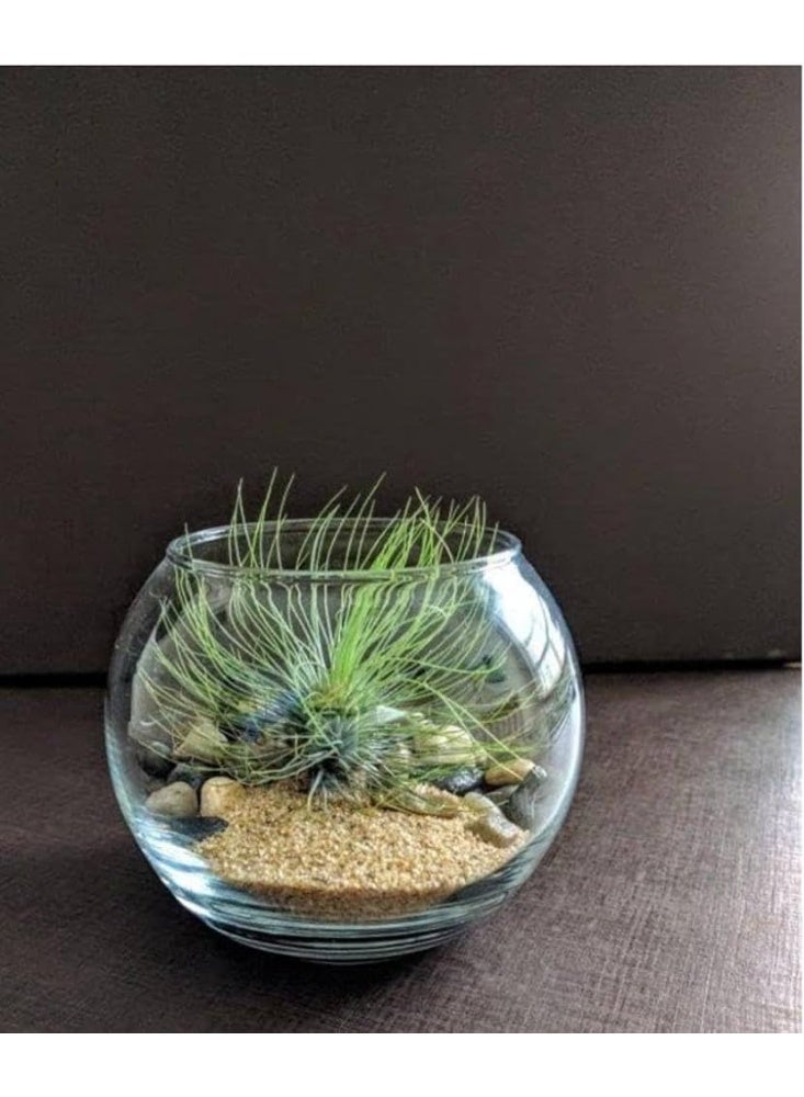 للاستخدامات المنزلية رمل خشن أو زلط صغير جدا حجم 1 الى 4 مل تقريبا - طبيعي تماما مناسب لأحواض الزرع و أحواض السمك والديكورات الداخلية المختلفة عبوة اقتصادية وزن 1 كجم - Image 2