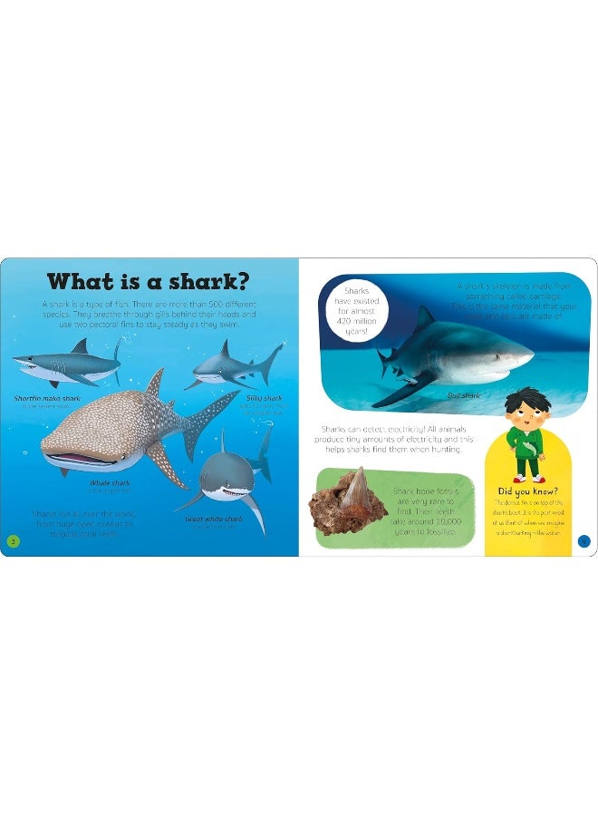 Priddy Explorers Sharks - Image 2